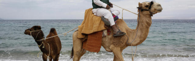 NIJE REČ O ŽENAMA! 20 "misica" izbačeno sa takmičenja LEPOTE KAMILA - veterinari u šoku, ŠTA SU VLASNICI UBRIZGALI?