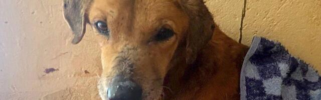 Desetine pasa spašeno od zlostavljanja, osumnjičeni uhapšen u Ugandi posle BBC istrage