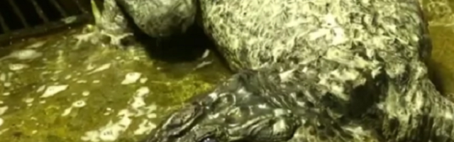 Saturn pobegao iz berlinskog Zoo vrta 1943. godine, govorili su da pripada Hitleru, uginuo u dubokoj starosti u Moskvi (VIDEO)