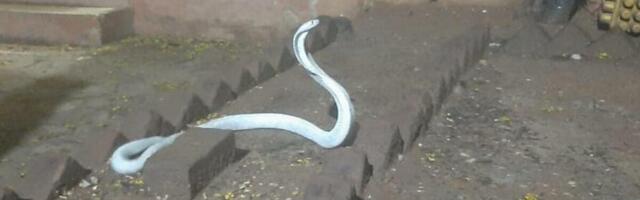 Zmije širom Srbije izlaze iz skrovišta: Evo kako da se ponašate kad ih vidite, 1 stvar je presudna da spasite život