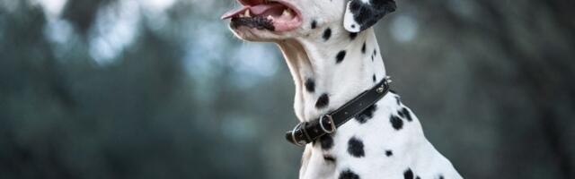 Zašto vam pas okreće leđa? Ovo ponašanje zapravo otkriva više nego što mislite