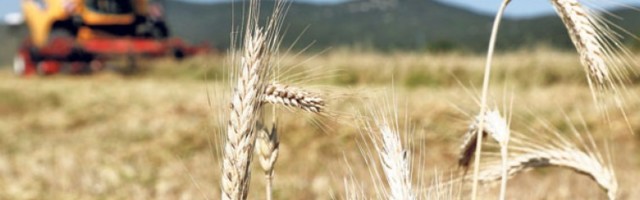 Србија дочекује жетву с великим залихама пшенице