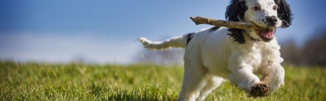 Žena se zaledila kad je videla šta joj je pas doneo pred noge