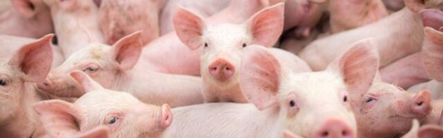 Farmer dronom prevozio prasiće, jedno zapelo za dalekovod (VIDEO)