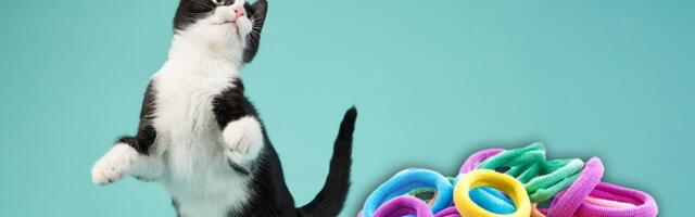 Šta se dešava u telu mačke kad proguta gumicu za kosu: Ovo su SIMPTOMI koje ne smete ignorisati