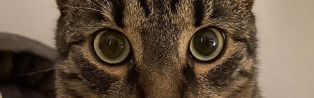 Snimak koji je nasmejao svet: Na virtuelnom ročištu umesto advokata pojavio se MAČAK (VIDEO)