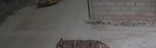 Nezapamćena scena u Novom Pazaru – Ifet izašao u dvorište i ZALEDIO SE OD ŠOKA!