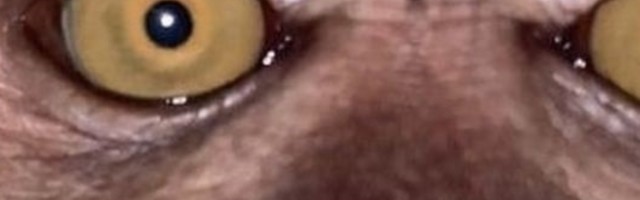 Mladić je pronašao izgubljeni telefon, kamera na mobilnom snimila lopova! (FOTO)