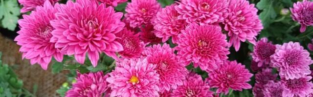 Cveće koje privlači sreću i cveta samo zimi: Ova biljka simbol je porodičnog BLAGOSTANJA (FOTO)