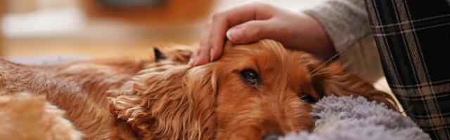 Demencija kod pasa: Simptomi koje ne smete da ignorišete