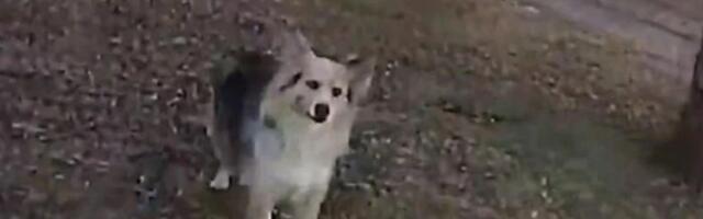 Nestanak dečaka (3) alarmirao policiju: Jedan neočekivani događaj promenio je tok čitave operacije