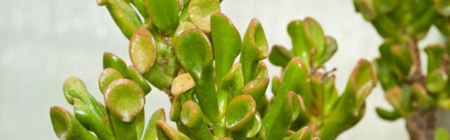 "Šrekove uši" su novi hit u Srbiji: Biljka koju ne možete da uništite, a svi je žele jer izgleda luksuzno