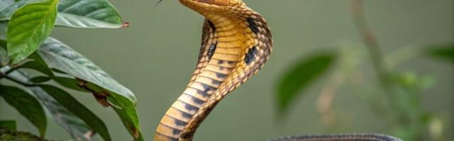 Šta uraditi ako vas ujede kobra? Koban ujed zmije na odmoru opomena za sve