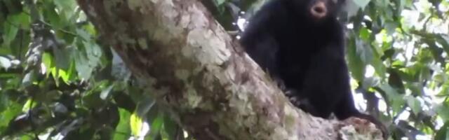 VIDEO: U šumama Konga otkrivena nova vrsta majmuna sa narandžastim usnama