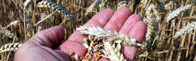 Izvestan gubitak za uzgajivače pšenice 