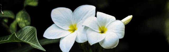 Jasmin u sobi? Apsolutno DA, i to ne samo zbog Insta fotki!