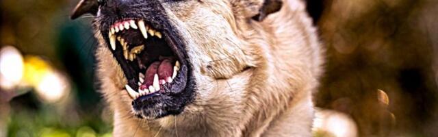 Užas u selu Loznica! Krvožedni psi lutalice prevršili svaku meru, ništa živo nisu ostavili