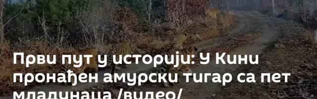 Први пут у историји: У Кини пронађен амурски тигар са пет младунаца /видео/