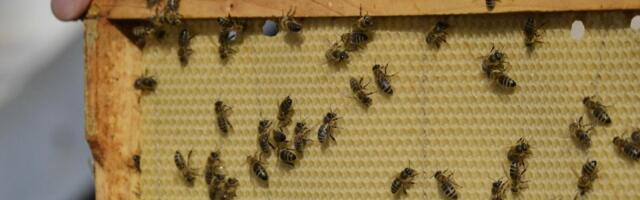 Ministarstvo pozvalo poljoprivrednike da zaštite pčele od trovanja sredstvima za zaštitu bilja