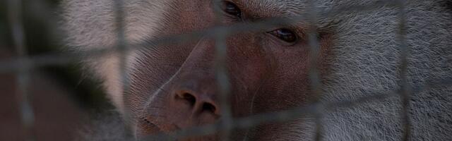 Naučnici ustanovili zašto sterilisane životinje žive duže