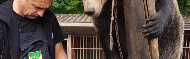 Petar sa Ozrena uživa u društvu ogromnih zveri: Fotografije govore više od reči, posećuju ih sa svih strana