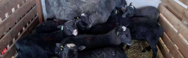 Stasali najpopularniji jaganjci u Srbiji: Sedmorke romanovski ovce odvojii od majke (VIDEO)