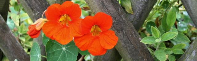 Biljka koju svi imaju, a malo ko zna da se jede: Dragoljub se sadi jednom, prelepo cveta i čuva zdravlje