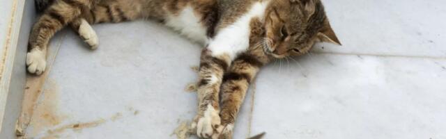 Toksični i bezbedni insekti za mačke