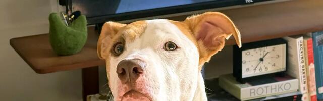 Smiruje li muzika životinje