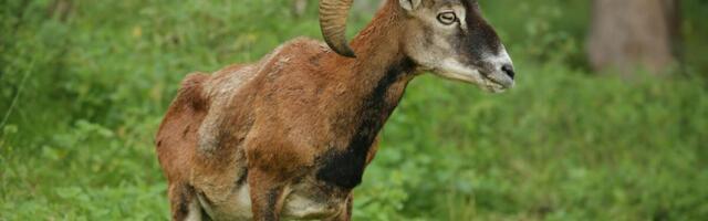 Ove čudne životinje su stigle iz Češke u Ljuboviju: 9 jedinki pušteno da slobodno luta divljinom Srbije