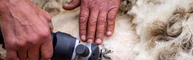 Ovaj posao nema ko da radi, a gazde po selu dobro plaćaju: "Nekad smo koristili makaze, sad je lakše mašinom"