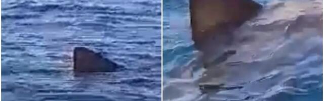 KRAJ BRODA IZRONILA GRDOSIJA OD 8 METARA! Zvonko oči u oči sa čudovištem: "Video sam je kako otvara svoja GIGANTSKA USTA, nikad mi se ništa slično nije desilo"