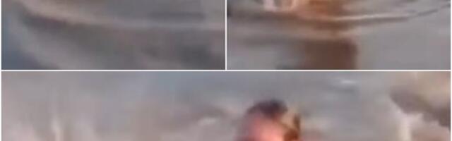 Mislila je da se u vodi uhvatila za granu, a onda je videla šta je u pitanju: Usledila je borba za život