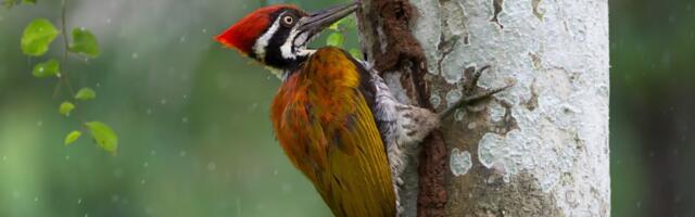 Jeste li ikad videli detlića da OVDE čuka? "Navrzao" se na vrh i krenuo da kljuca