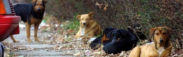 Masovno trovanje pasa