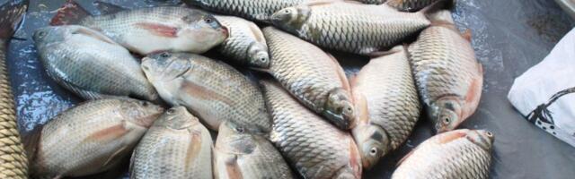 Ovaj čovek je godinu dana jeo samo ribu