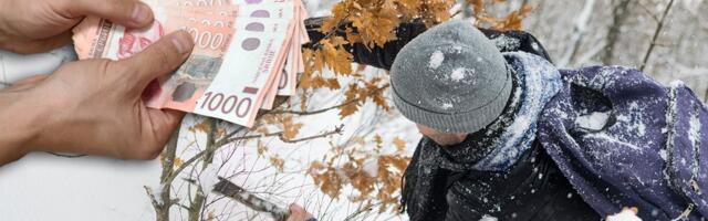 Seča badnjaka kažnjiva! Evo kako da ispoštujete tradiciju, a da ne dobijete kaznu: Oglasili se iz "Srbijašume"