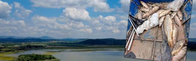 Nezapamćen pomor ribe na Gružanskom jezeru: Usred mresta desila se katastrofa (FOTO)