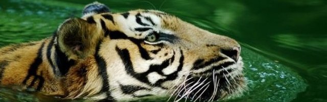 PREŠAO NA ŽIVOTINJE? Tigar u zoološkom vrtu u Njujorku ZARAŽEN KORONAVIRUSOM!