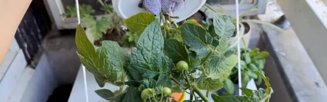 I to je moguće: Kod Julijane raste čeri paradajz naopačke kao i paprika ljuta i naopaka