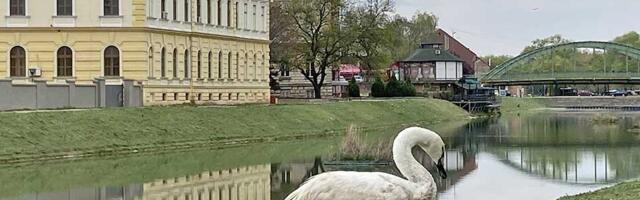 Na teritoriji srednjeg Banata više nema ptičjeg gripa