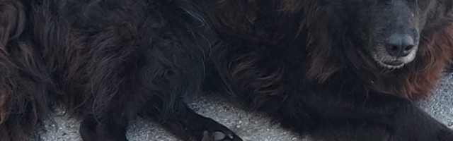 "Rusija trenira pse koji mogu da nanjuše koronu"