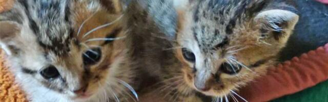 Udomi, ne kupuj: Dva mala brata ostavljena u kutiji za patike pored kontejnera