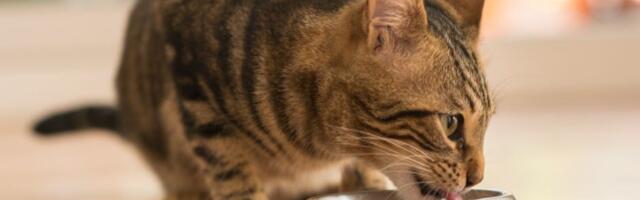 Zašto mačke kriju svoju hranu, iako nema ko da im je uzme?