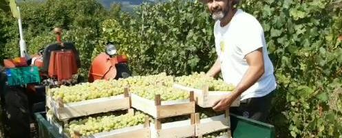 Zbog ovoga je Kubura batalio centar Beograda i otišao na selo: Sad gaji svinje i pravi vino i rakiju, a evo zašto ima neobičan nadimak