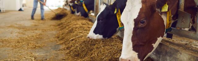 Gasi se još jedna farma u BiH: Domaćin prodaje sve krave