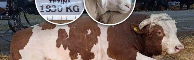 JABLAN OD SKORO DVE TONE MIRAN KAO JAGNJE: Po ceo dan voli da jede, spava i šetka! Ovaj bik i ovan Matador dve su najveće atrakcije NS Sajma poljoprivrede FOTO
