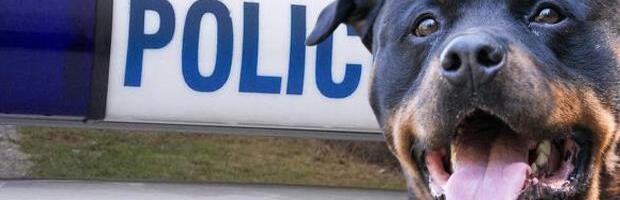 ROTVAJLER NAPAO DETE ISPRED VRTIĆA U KRAGUJEVCU: Policija odmaz došla, utvrđuje se ko je vlansik besnog psa!