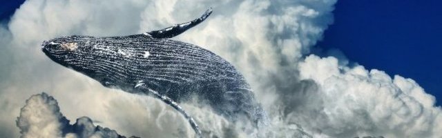 ZAPANJUJUĆA SCENA! Umesto da plivaju, kitovi lebde nebom! (Video)