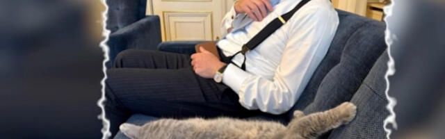 ​Потпуни хит на друштвеним мрежама: мачак белгијског премијера постао звезда